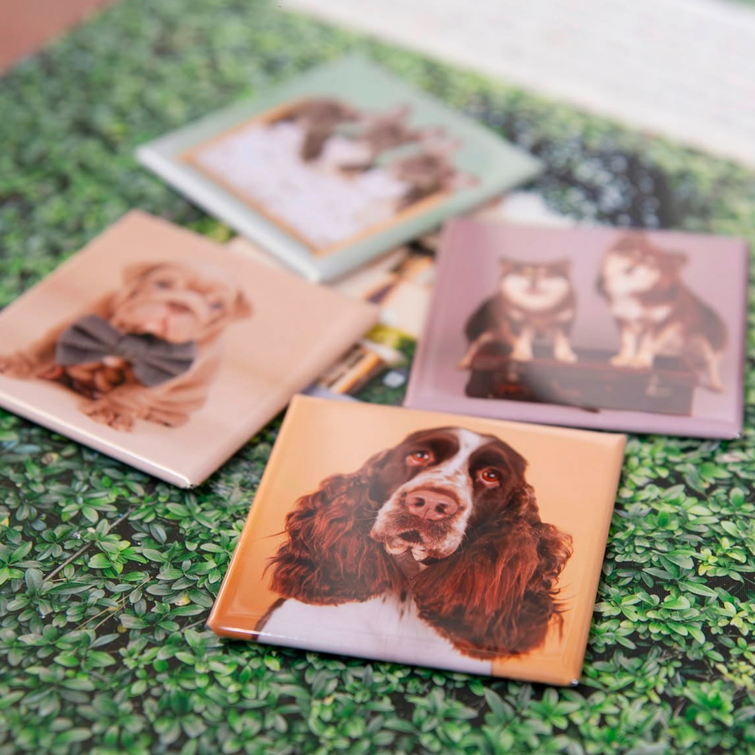 Pet Magnets
